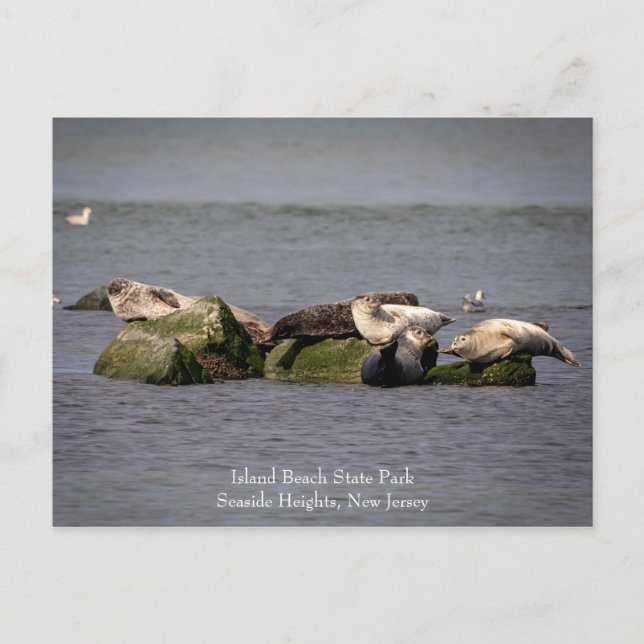 Harbour Seals at Island Beach State Park Postcard (Front)
