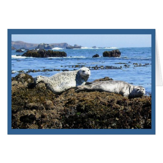 Harbour Seals Card
