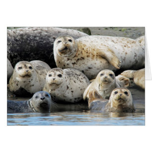 Harbour Seals Hauled Out on Sandy Beach