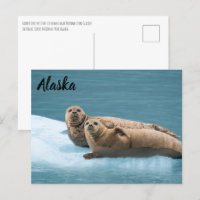 Harbour Seals Kenai Fjords Alaska Postcard