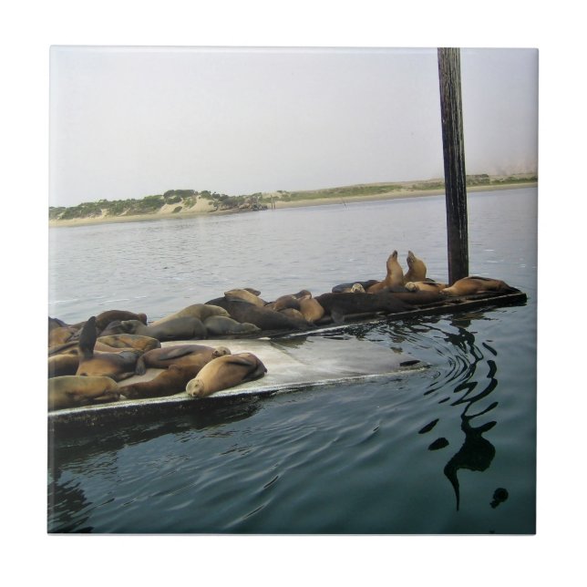 Harbour Seals, Morro Bay, California Ceramic Tile (Front)