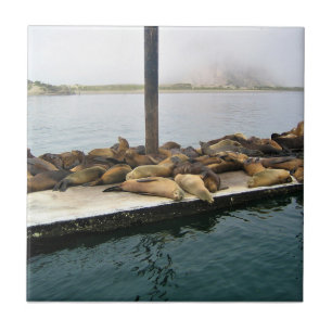 Harbour Seals, Morro Bay, California Ceramic Tile