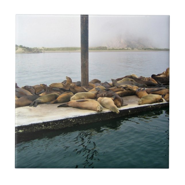 Harbour Seals, Morro Bay, California Ceramic Tile (Front)