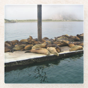 Harbour Seals, Morro Bay, California Glass Coaster