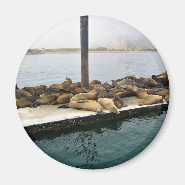 Harbour Seals, Morro Bay, California Magnet (Front)
