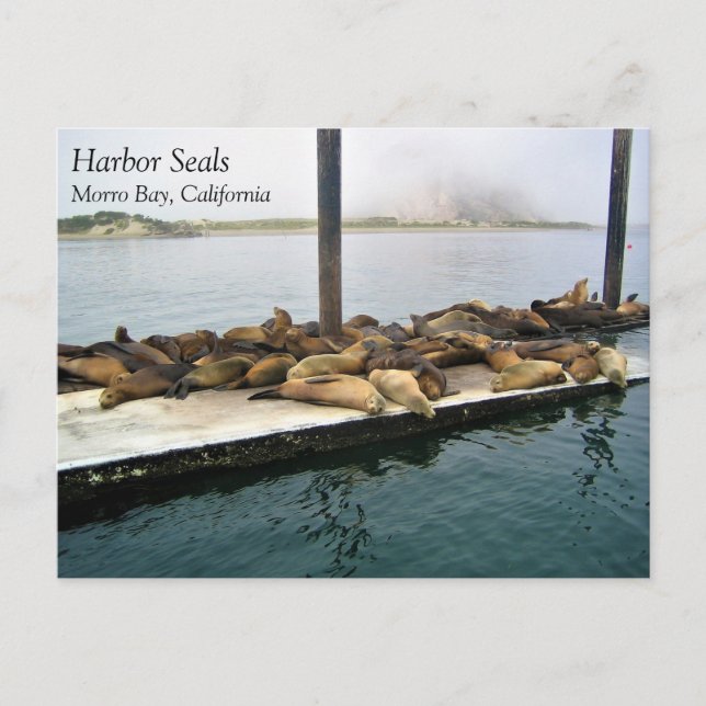 Harbour Seals, Morro Bay, California Postcard (Front)