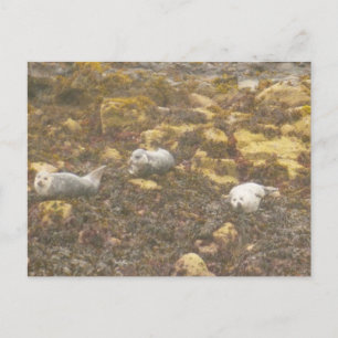 Harbour Seals Postcard