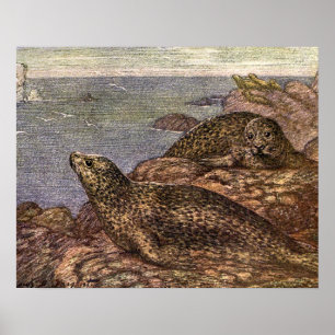 Harbour Seals, Vintage Marine Life Ocean Animals Poster