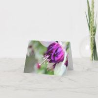 Hardly Purple Fushia II