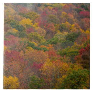 Hardwood Forest in Randolph County, West Virginia Ceramic Tile