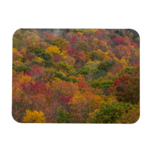 Hardwood Forest in Randolph County, West Virginia Magnet