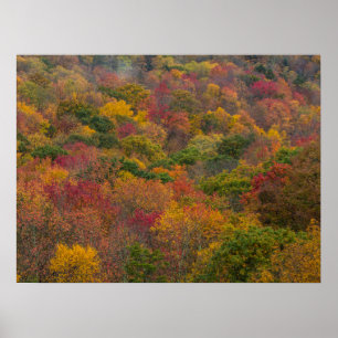 Hardwood Forest in Randolph County, West Virginia Poster