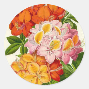 Hardy Azaleas by Sir Joseph Paxton Classic Round Sticker