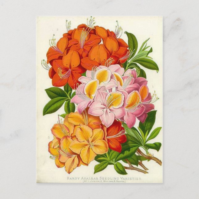 Hardy Azaleas by Sir Joseph Paxton Postcard (Front)
