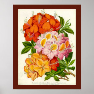 Hardy Azaleas by Sir Joseph Paxton Poster