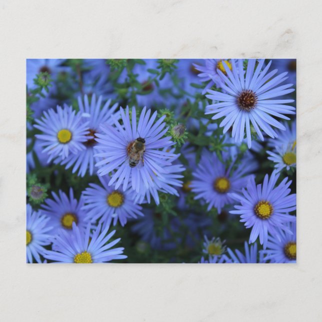 Hardy Blue Aster # 2 Postcard (Front)