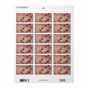 Hardy Plants by Paul Klee Label