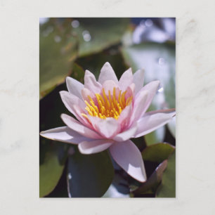 Hardy Water Lily Postcard