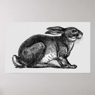 Hare - Archival Print