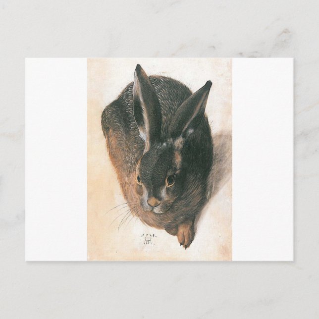 Hare by Albrecht Durer Postcard (Front)