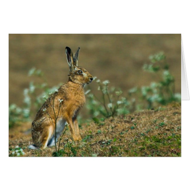 Hare Card (Front Horizontal)