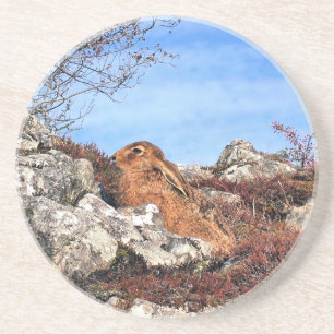 HARE COASTER