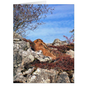 HARE GREETING CARD
