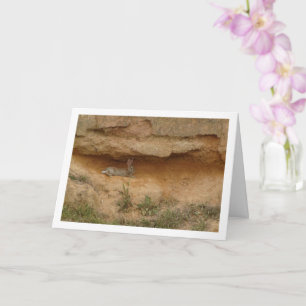 Hare in Canyon Cave Card