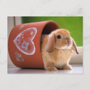 Hare in the Flower pot Postcard