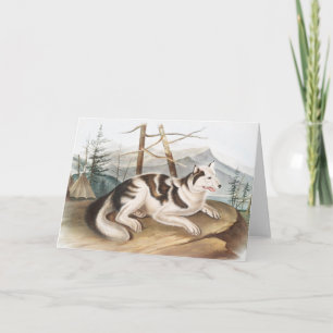 Hare Indian Dog (Canis familiaris) Illustration Card