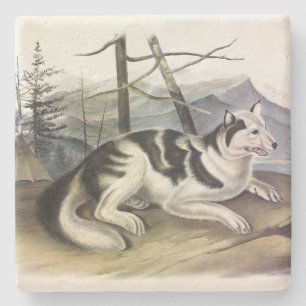 Hare-Indian Dog (Mackenzie River Dog) by Audubon Stone Coaster