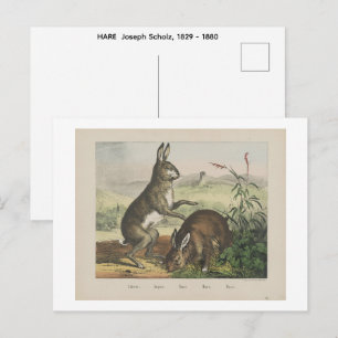 HARE Joseph Scholz, 1829 - 1880 Postcard