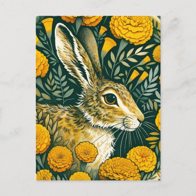 Hare Marigold                                      Postcard (Front)