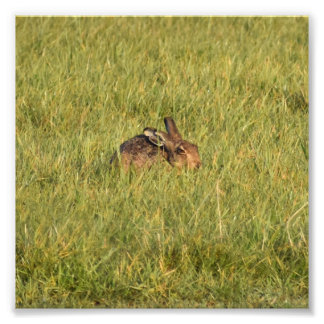 Hare photo print