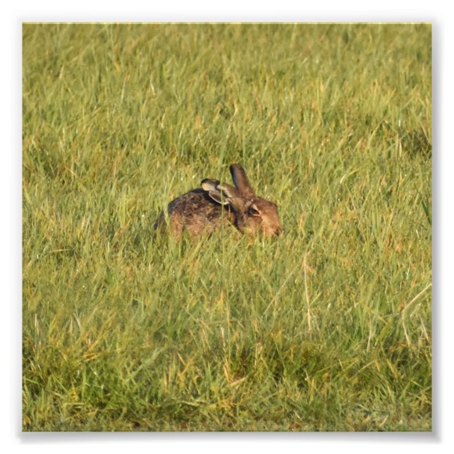 Hare  photo print (Front)