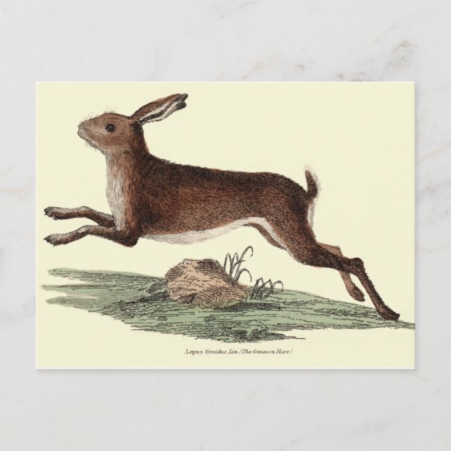 HARE POST CARD (Front)