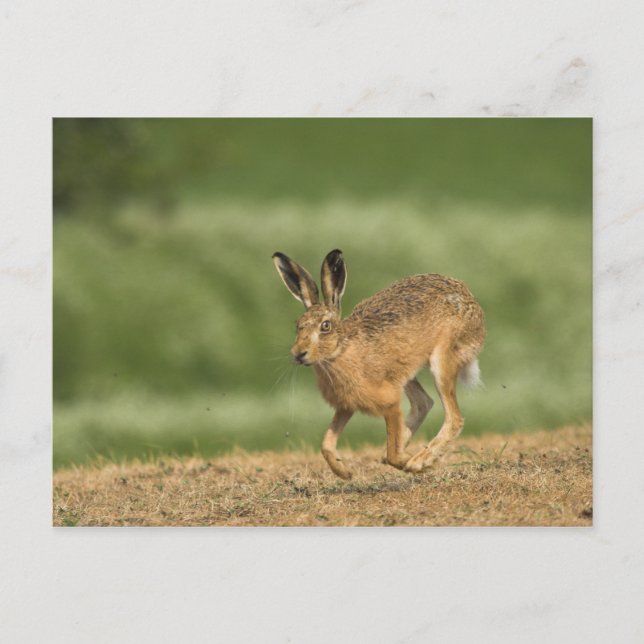 Hare Postcard (Front)