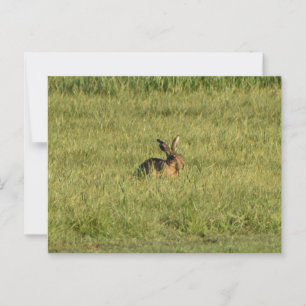 Hare postcard