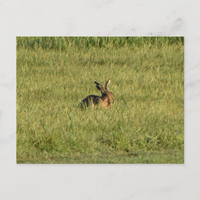 Hare  postcard (Front)