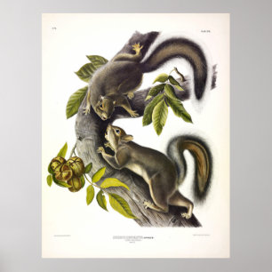 Hare Squirrel or Western Grey Squirrel by Audubon Poster