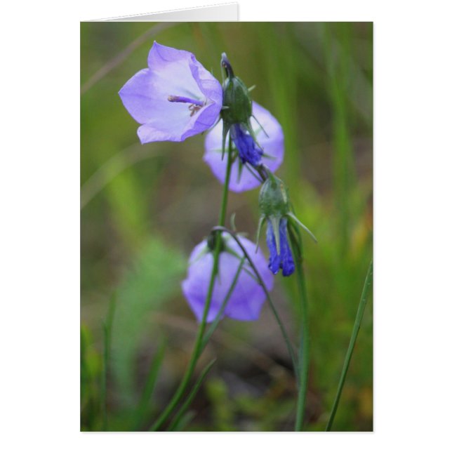 Harebell (Front)