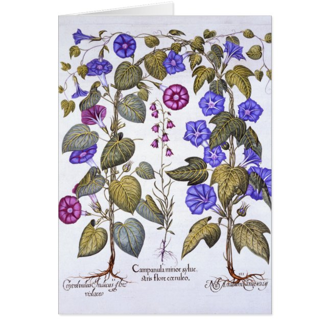 Harebell and Convovulus (Front)