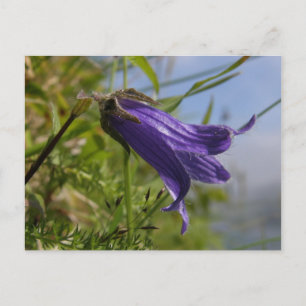 Harebell on Unalaska Island Postcard