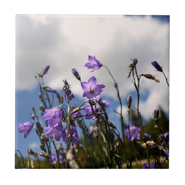 Harebells in the Sandias tile (Front)