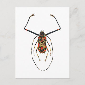 Harlequin Beetle Postcard