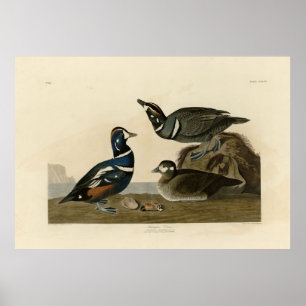 Harlequin Duck - from Audubon's Birds of America Poster
