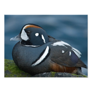 Harlequin Duck Photo Enlargement Print