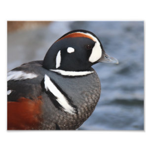 Harlequin Duck Photo Print