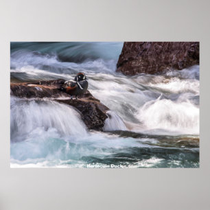 Harlequin Duck Poster