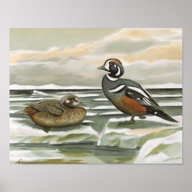 Harlequin Duck Poster (Front)